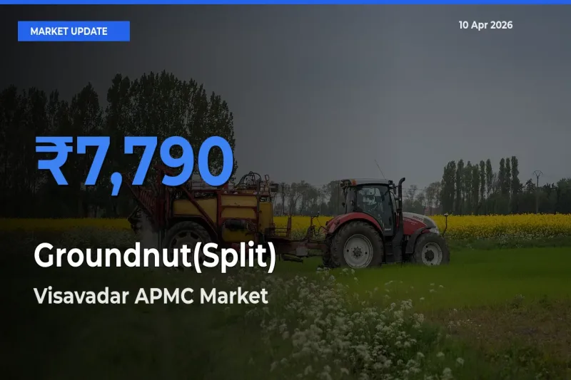 Farmers Prefer Visavadar APMC as Groundnut(Split) Hits Highest Rate