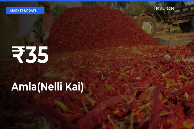 Amla(Nelli Kai) Shows Strong Mandi Trend – April 10 Market Update