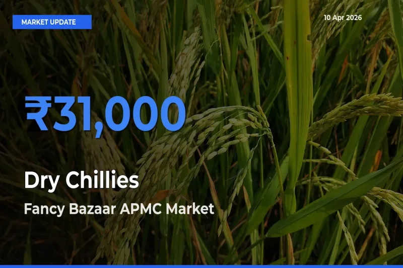 Fancy Bazaar APMC Offers ₹31,000 – Highest Dry Chillies Rate Today