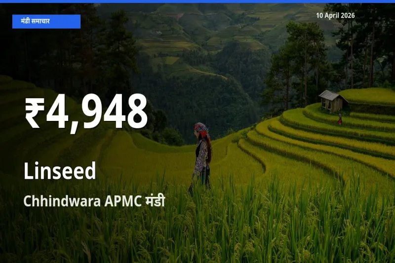 बाज़ार संकेत: अलसी के भाव Chhindwara APMC में 30 दिन के निचले स्तर पर