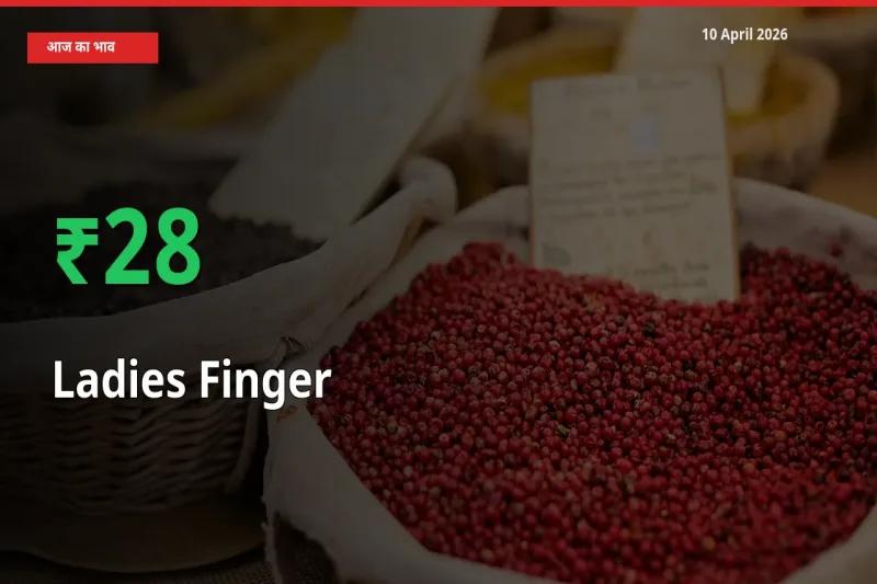 बाज़ार संकेत: भिंडी के भाव मंडी में 28.21% ऊपर