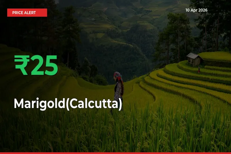 24.89% Spike in Marigold(Calcutta) Prices – Mandi Sees Sudden Rally