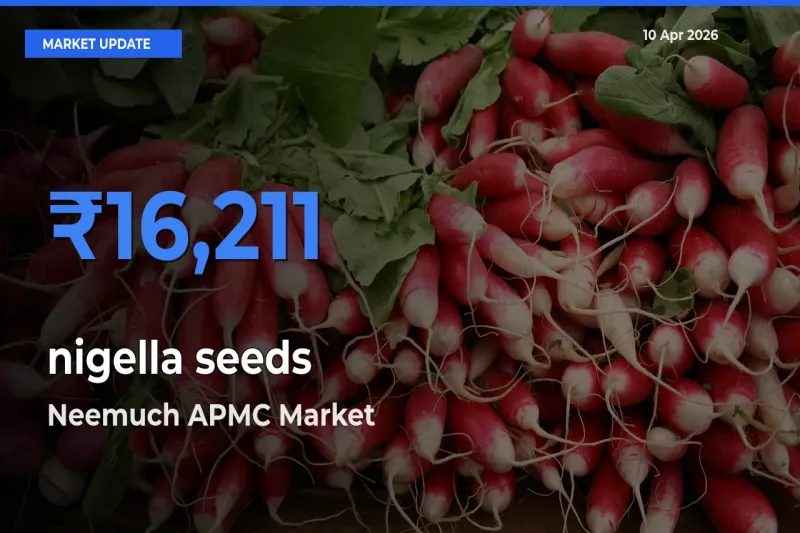 Market Watch: Neemuch APMC Becomes Top Mandi for nigella seeds