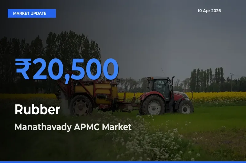 Manathavady APMC Leads as Top Mandi for Rubber Prices