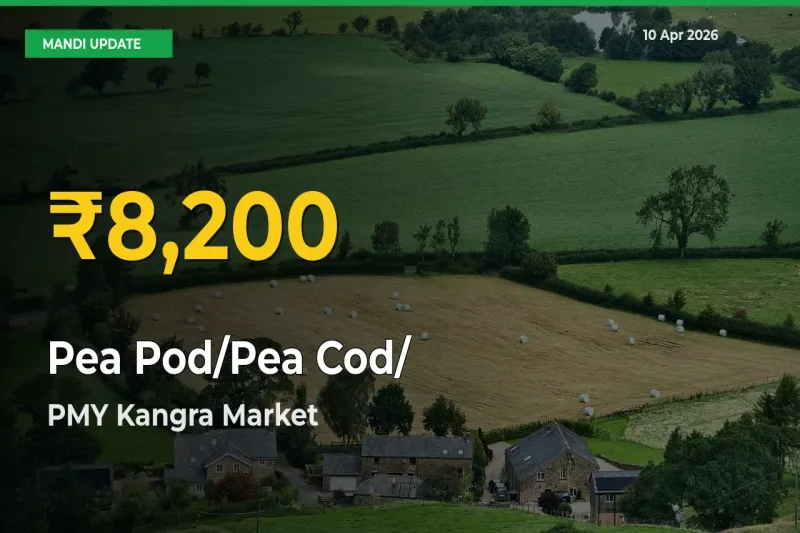 Pea Pod/Pea Cod/हरी मटर Prices Soar to Record High in PMY Kangra – Farmers Alert Today