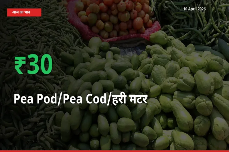 तेज़ तेजी! मंडी में मटर की फली के दाम 30.27% चढ़े