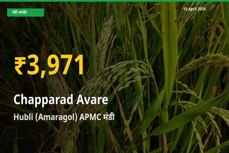 चप्परद अवरे के दामों ने बनाया नया रिकॉर्ड, Hubli (Amaragol) APMC में तेज़ी
