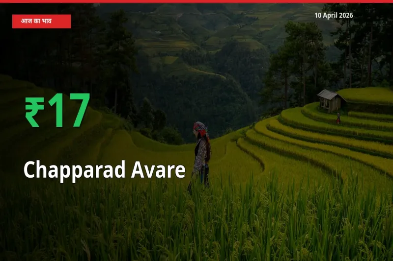 स्थानीय मंडी में चप्परद अवरे के दाम अचानक 16.91% उछले, किसान सतर्क