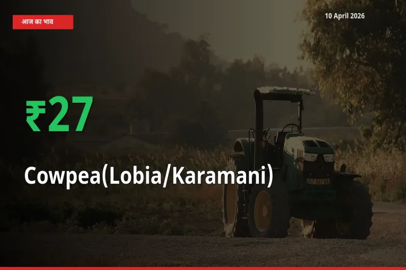 तेज़ तेजी! मंडी में लोबिया (करमानी) के दाम 27.24% चढ़े