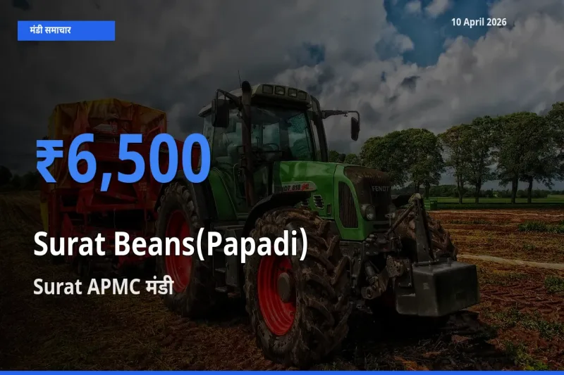 10 April अपडेट: सूरत बीन्स (पापड़ी) के सबसे ऊँचे दाम Surat APMC मंडी में
