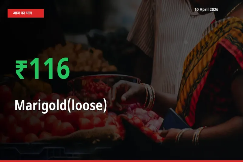 10 April अपडेट: गेंदा (ढीला) के दाम मंडी में 116.22% उछले