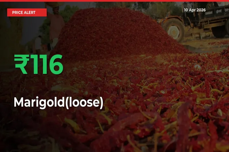 Marigold(loose) Prices Rise 116.22% in a Day at Major Mandis