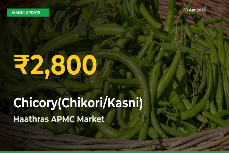 Farmers Benefit as Chicory(Chikori/Kasni) Rate Touches New High in Haathras APMC