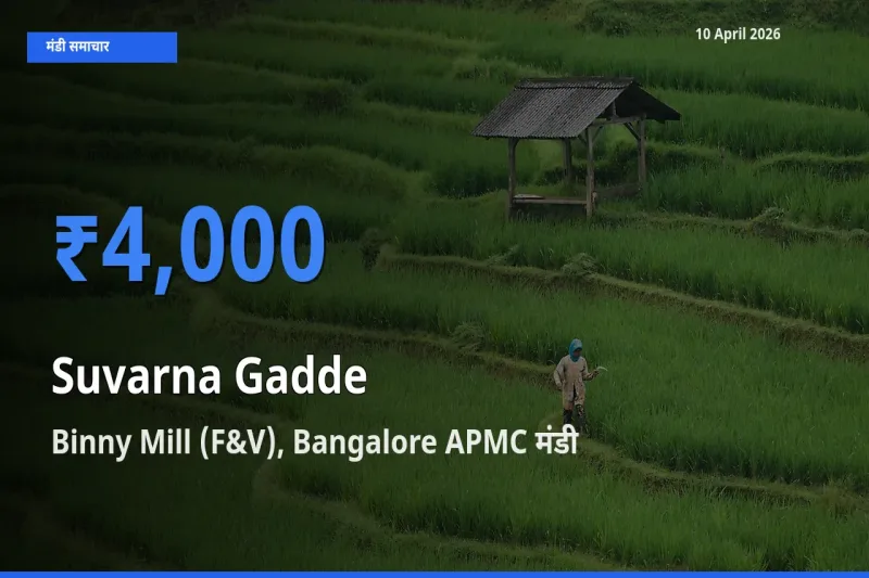 टॉप मंडी बना Binny Mill (F&V), Bangalore APMC! सुवर्णा गद्दे(सूरन) के सबसे ऊँचे दाम यहीं दर्ज