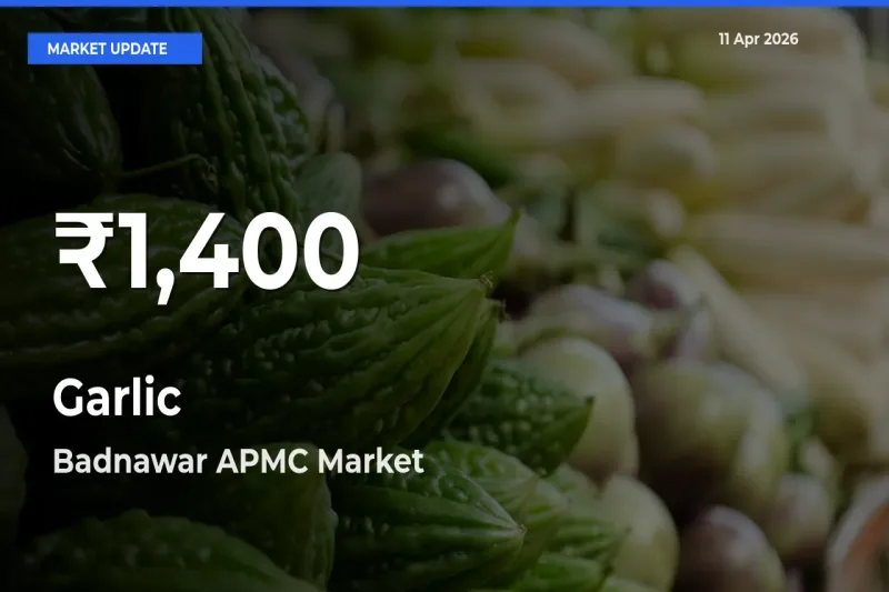 Why Garlic Prices Slumped in Badnawar APMC – 30-Day Low Today