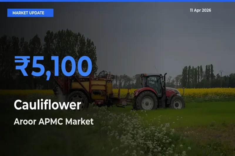 Aroor APMC Emerges as Top Mandi for Cauliflower Prices Today