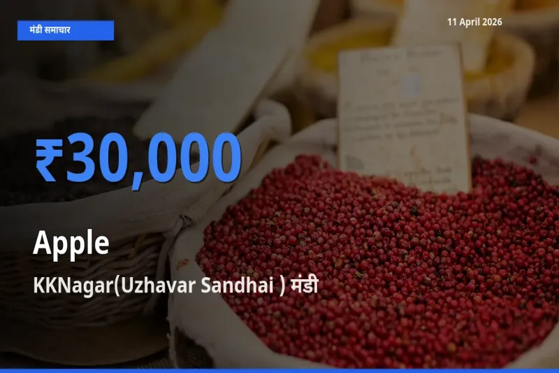 किसानों की पसंद बना KKNagar(Uzhavar Sandhai ), सेब के सबसे अच्छे दाम