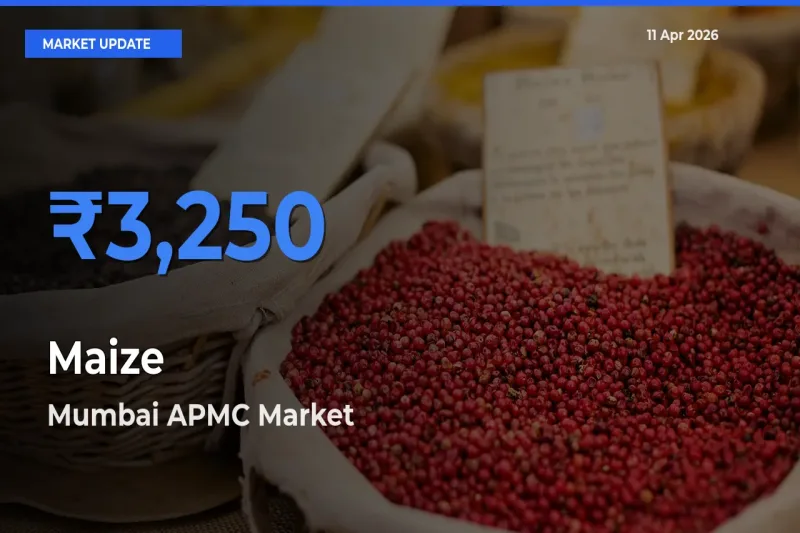 Market Watch: Mumbai APMC Becomes Top Mandi for Maize