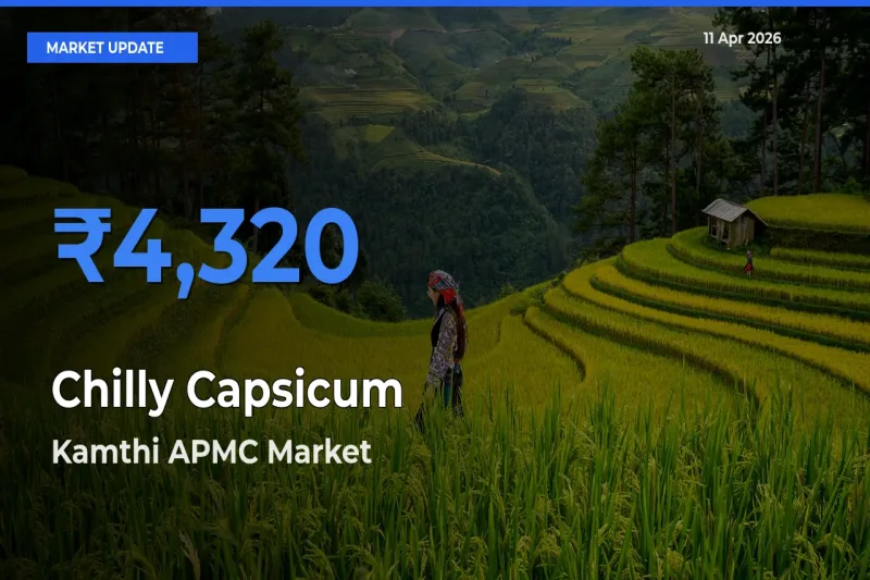 Top Performer! Kamthi APMC Offers Best Chilly Capsicum Price Today