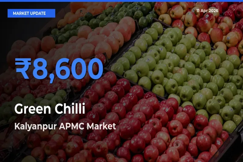 Top Performer! Kalyanpur APMC Offers Best Green Chilli Price Today