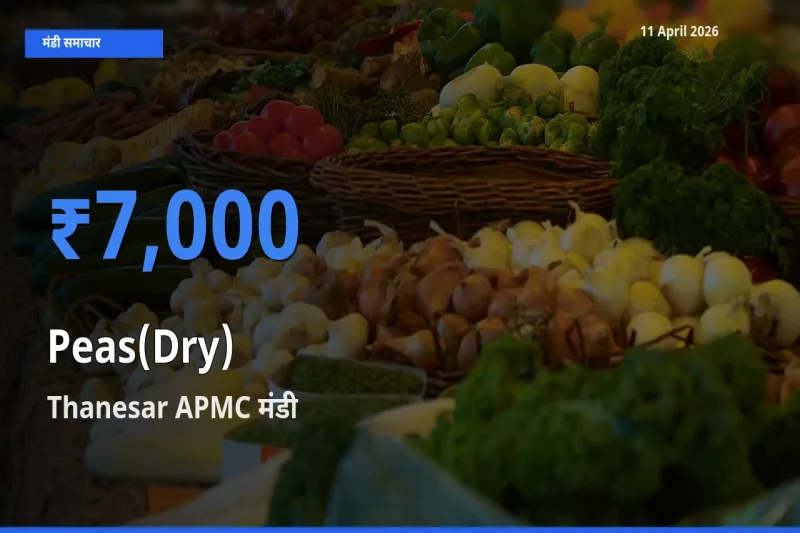 आज सूखी मटर के सबसे ऊँचे दाम ₹7,000 Thanesar APMC मंडी में