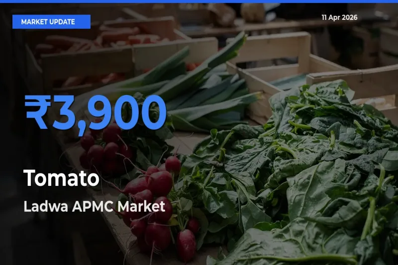Ladwa APMC Offers ₹3,900 – Highest Tomato Rate Today