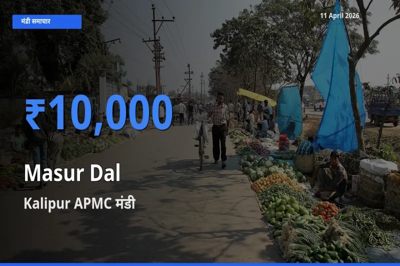 टॉप मंडी बना Kalipur APMC! मसूर दाल के सबसे ऊँचे दाम यहीं दर्ज