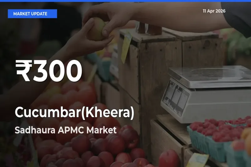 Farmers Concerned as Cucumbar(Kheera) Hits 30-Day Low in Sadhaura APMC