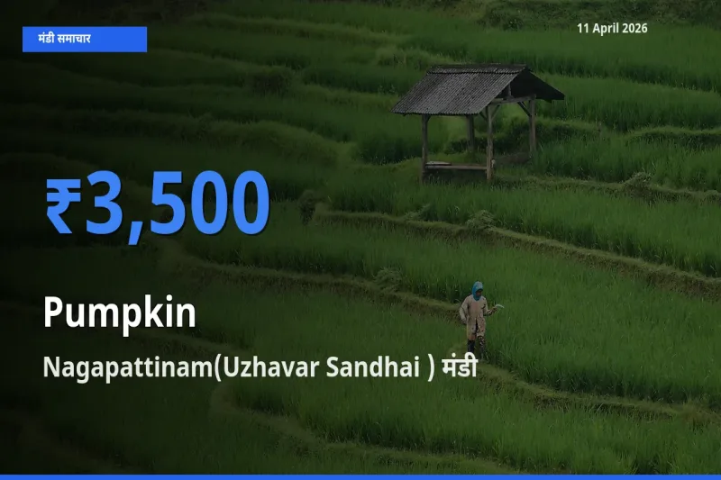 बाज़ार संकेत: Nagapattinam(Uzhavar Sandhai ) बना कद्दू के लिए आज की टॉप मंडी