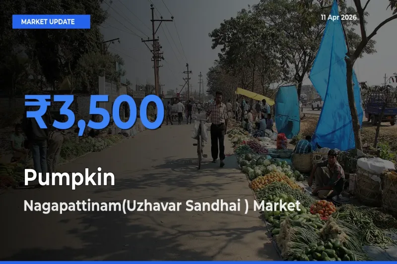 Nagapattinam(Uzhavar Sandhai ) Offers ₹3,500 – Highest Pumpkin Rate Today