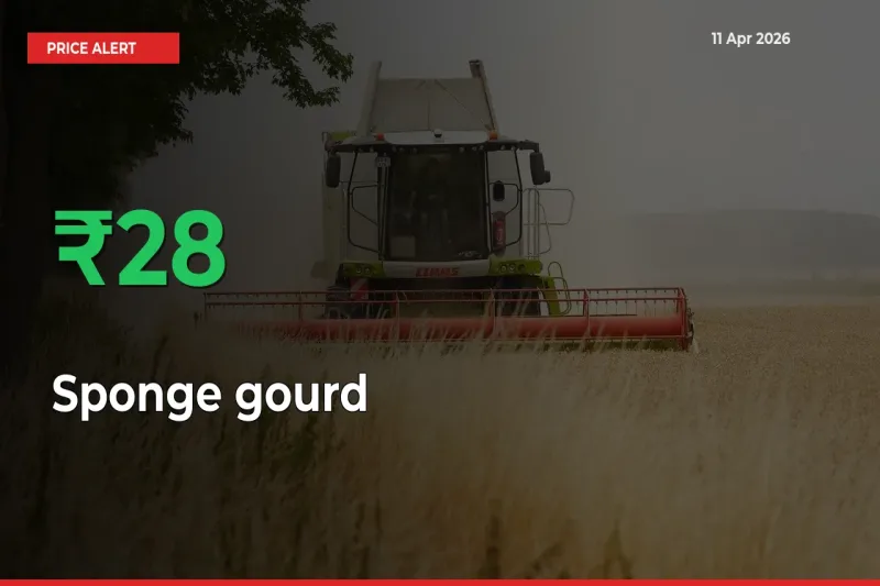Why Sponge gourd Prices Rose 27.74% in a Day at Mandis