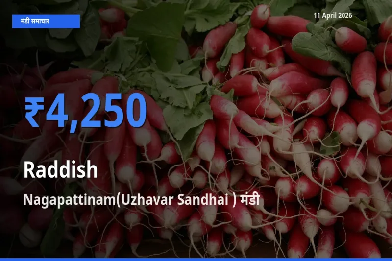 आज मूली के सबसे ऊँचे दाम ₹4,250 Nagapattinam(Uzhavar Sandhai ) मंडी में