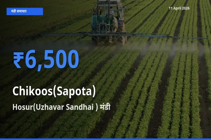 Hosur(Uzhavar Sandhai ) मंडी में चीकू ₹6,500 पर पहुँचा – आज का सर्वोच्च भाव
