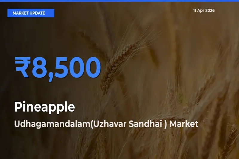 Udhagamandalam(Uzhavar Sandhai ) Emerges as Top Mandi for Pineapple Prices Today