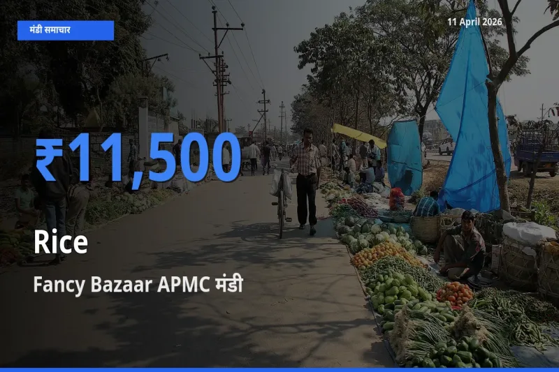 11 April अपडेट: चावल के सबसे ऊँचे दाम Fancy Bazaar APMC मंडी में