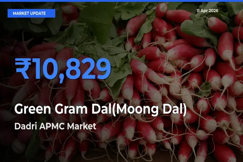 Dadri APMC Records Highest ₹10,829 Rate for Green Gram Dal(Moong Dal)