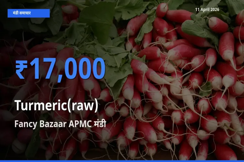Fancy Bazaar APMC मंडी में हल्दी (कच्ची) ₹17,000 पर पहुँचा – आज का सर्वोच्च भाव