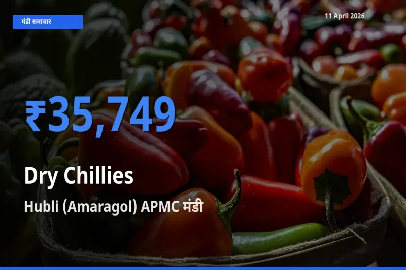 आज सूखी लाल मिर्च के सबसे ऊँचे दाम ₹35,749 Hubli (Amaragol) APMC मंडी में