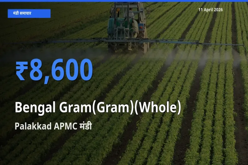 आज चना (साबुत) के सबसे ऊँचे दाम ₹8,600 Palakkad APMC मंडी में