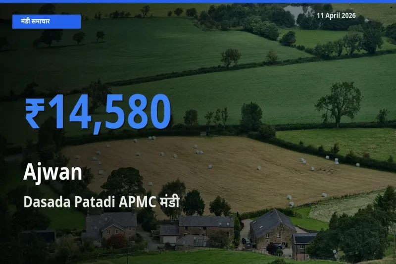 Dasada Patadi APMC मंडी में अजवाइन ₹14,580 पर पहुँचा – आज का सर्वोच्च भाव