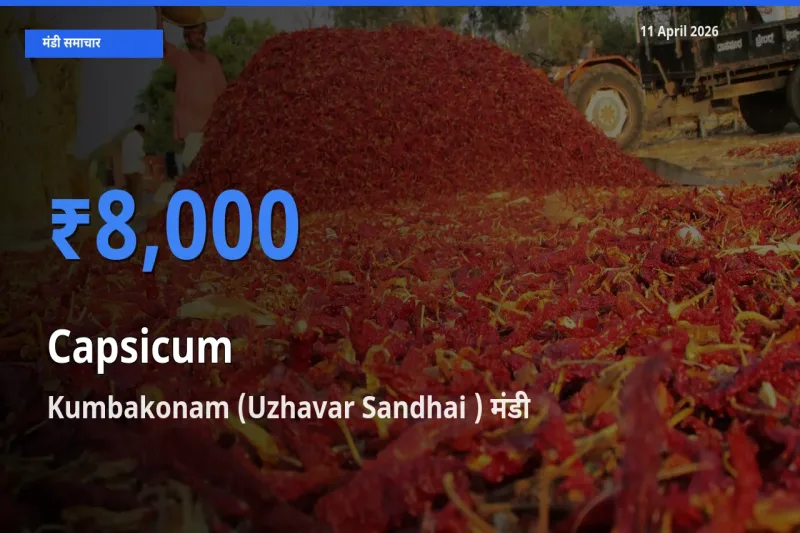 आज का मंडी भाव: शिमला मिर्च के सबसे ज़्यादा दाम Kumbakonam (Uzhavar Sandhai ) में