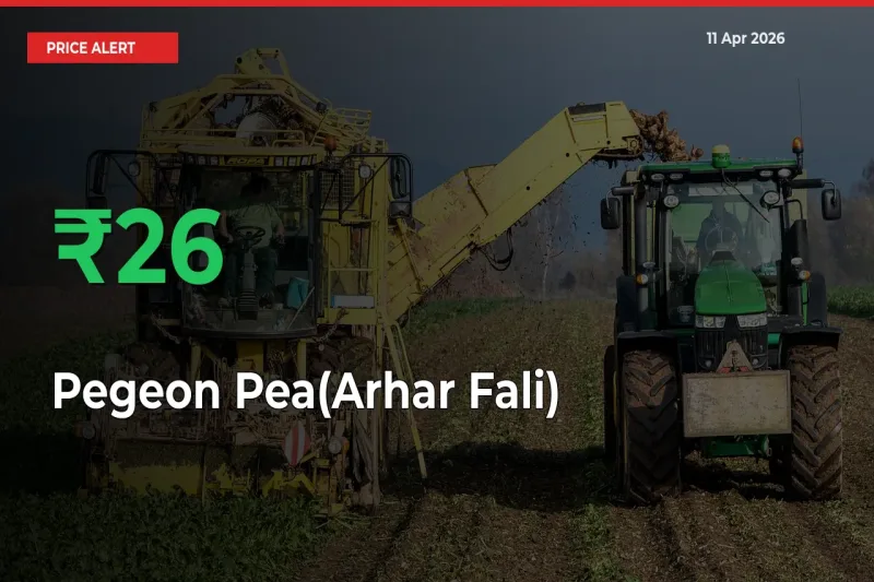 This Mandi Records 25.91% Jump in Pegeon Pea(Arhar Fali) Prices
