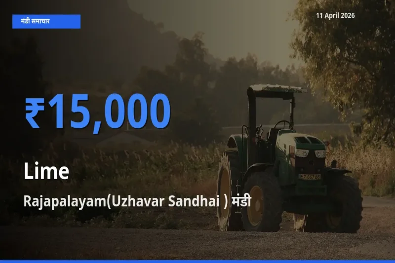 आज का मंडी भाव: नींबू के सबसे ज़्यादा दाम Rajapalayam(Uzhavar Sandhai ) में