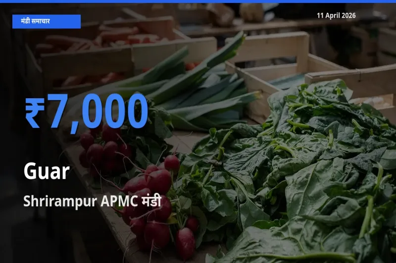 Shrirampur APMC में ग्वार का आज सबसे ऊँचा भाव