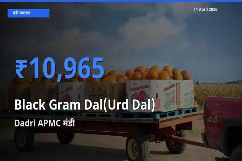 टॉप मंडी बना Dadri APMC! उड़द दाल के सबसे ऊँचे दाम यहीं दर्ज