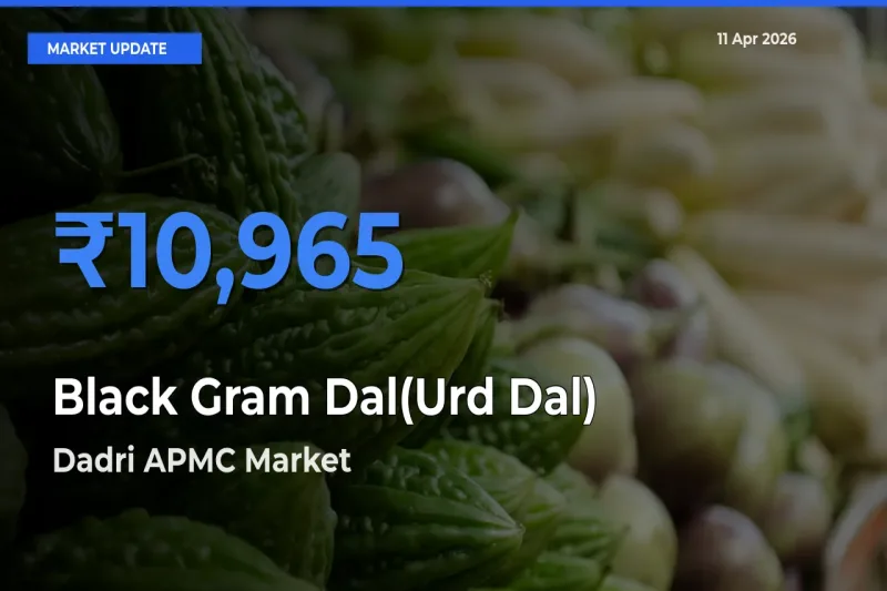 Dadri APMC Emerges as Top Mandi for Black Gram Dal(Urd Dal) Prices Today