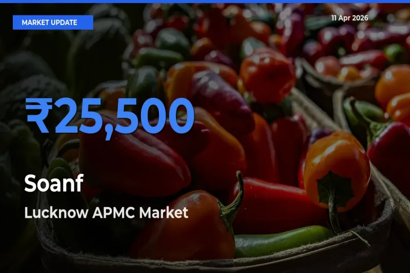 Lucknow APMC Emerges as Top Mandi for Soanf Prices Today