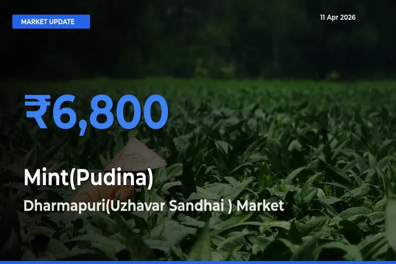 Dharmapuri(Uzhavar Sandhai ) Emerges as Top Mandi for Mint(Pudina) Prices Today