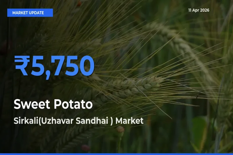 Sirkali(Uzhavar Sandhai ) Leads as Top Mandi for Sweet Potato Prices