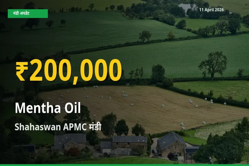 रिकॉर्ड तेज़ी! Shahaswan APMC में मेंथा ऑयल ₹200,000 पर पहुँचा